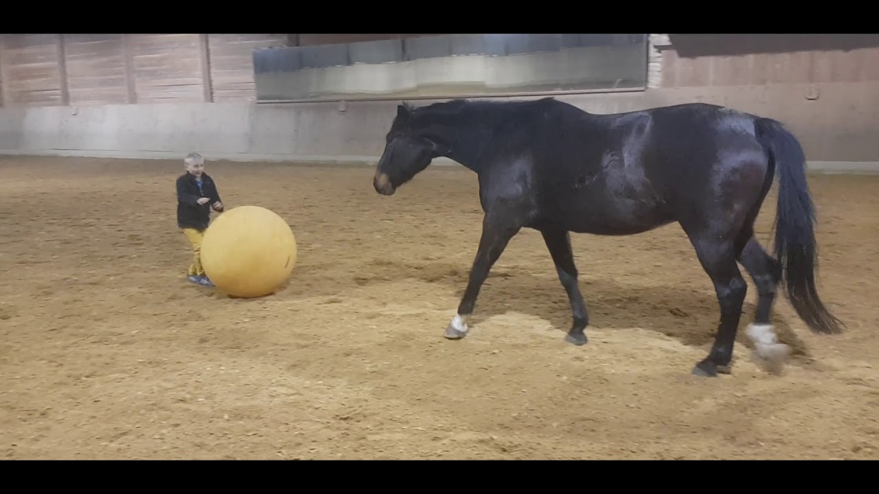Pferd und Kind spielen Ball