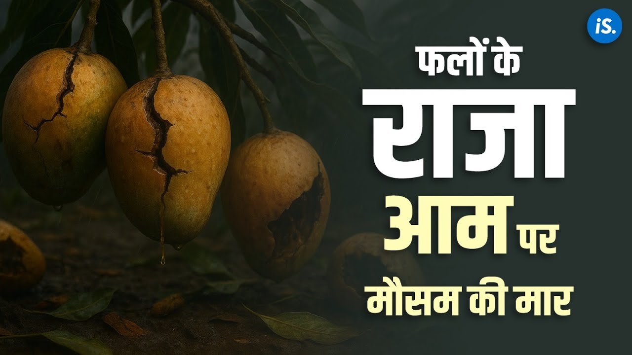 गर्मी ने छीनी आम की मिठास: मलीहाबाद में बदलता मौसम और परेशान किसान | IndiaSpend