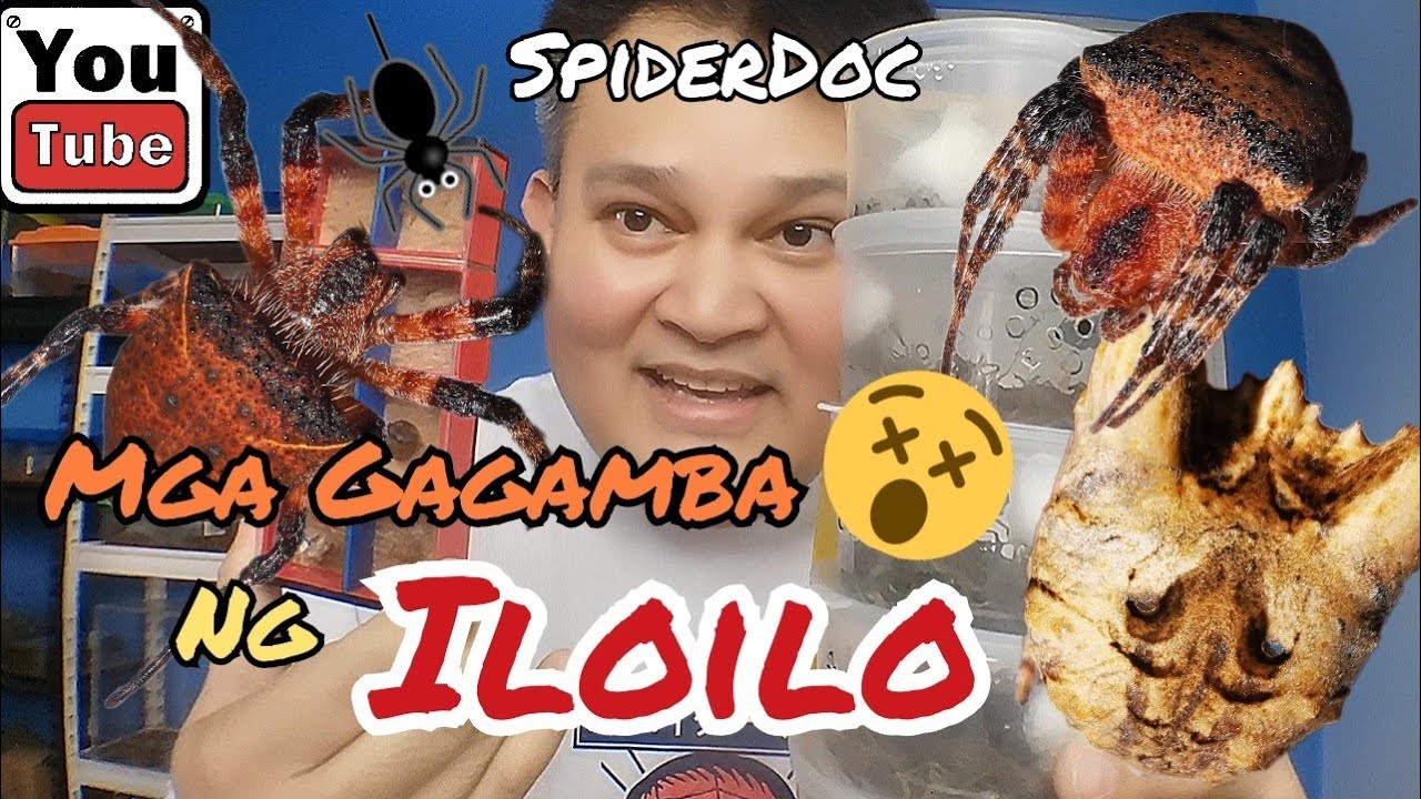 UNBOXING ng mga Kakaibang Gagamba ng Iloilo! Cyrtophora unicolor aka Puso-puso Spider.
