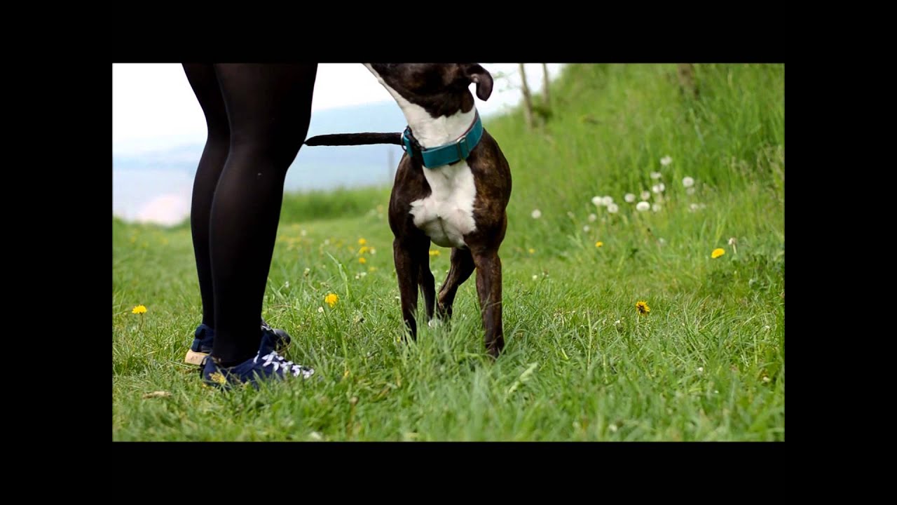 Es gibt keine Kampfhunde! - American Staffordshire Terrier - Rahja