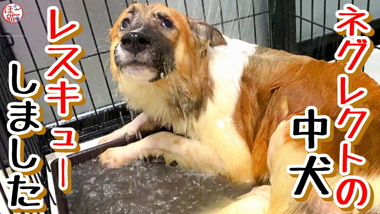 【お名前募集　保護犬　レスキュー】とある場所から７カ月の子をレスキューしました