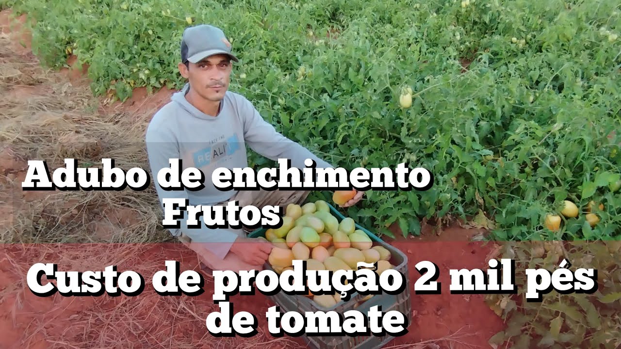 custo final pra produzir 2 mil pé de tomate com baixo custo + adubo de enchimento de frutos