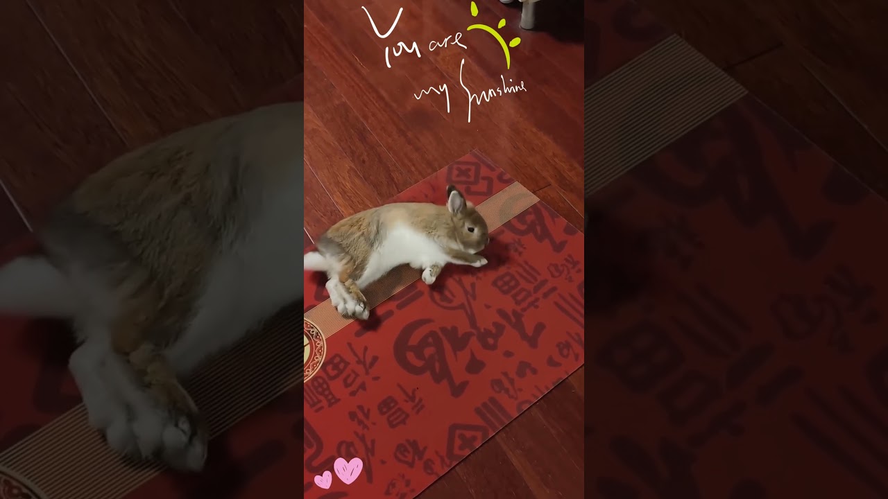 The rabbit approves of this mat.🐰👍 