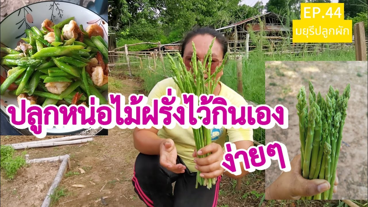 [EP.44]​ ปลูกหน่อไม้ฝรั่งไว้กินเองง่ายๆ |  มยุรีปลูกผัก