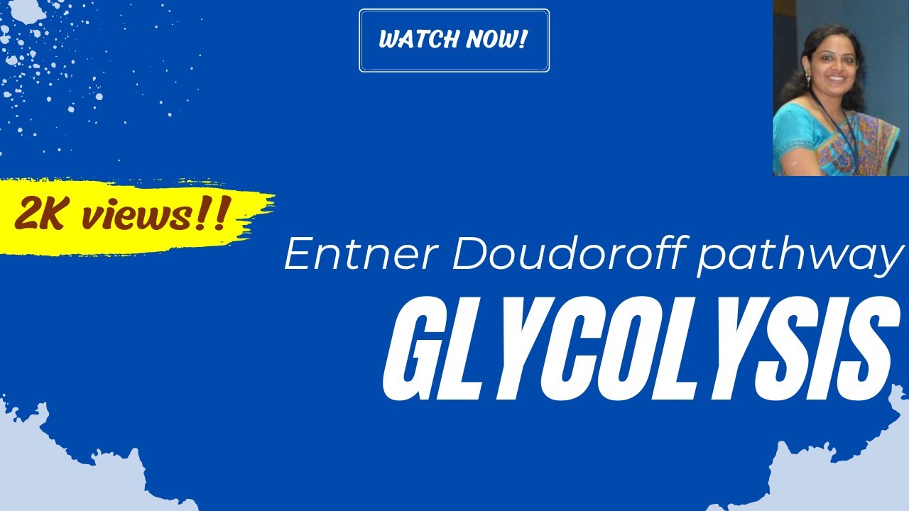 Entner Doudoroff Pathway