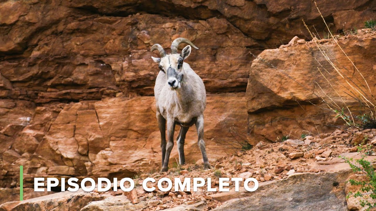 Zion: Reino De Torres Y Cañones | Paisajes Por Descubrir 104