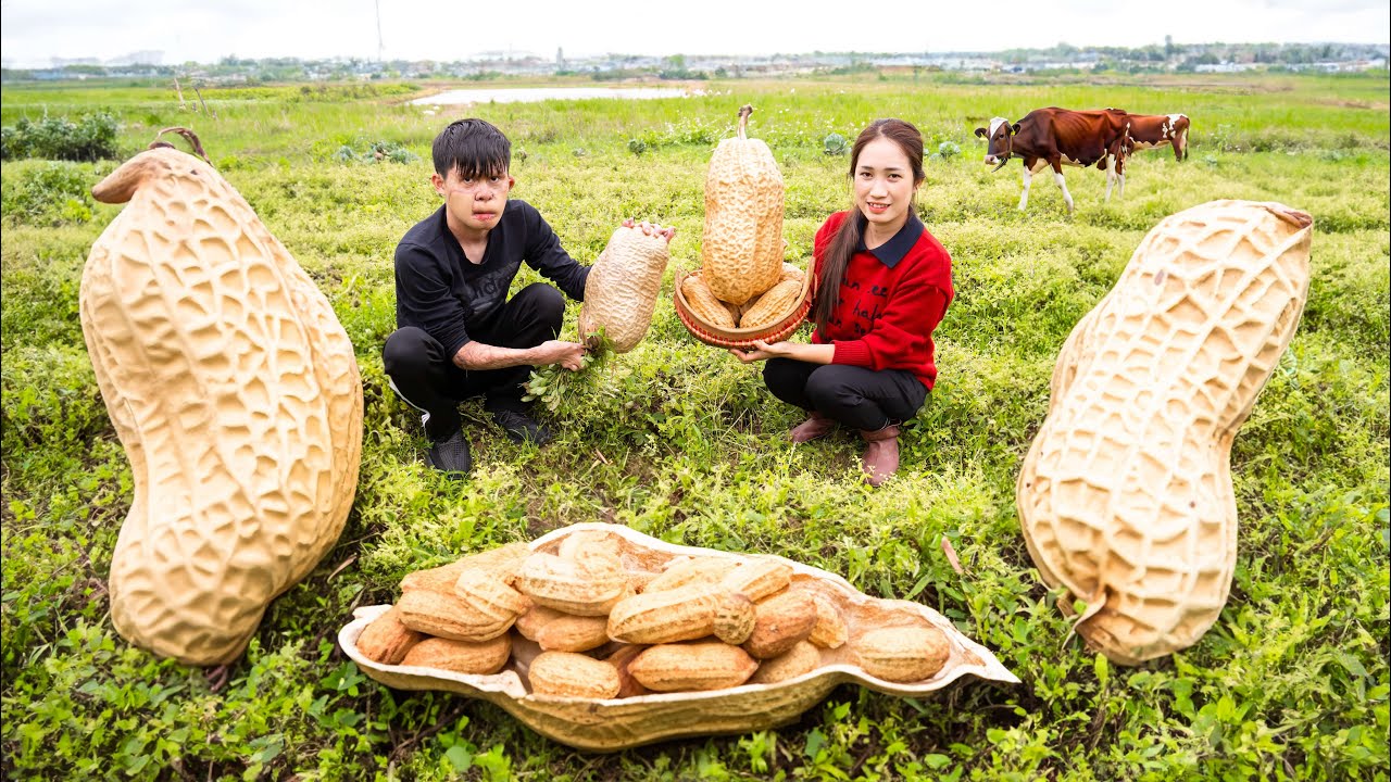 Harvesting Peanut| Roasted Peanuts With Garlic Delicious Traditional Food - Goes To The Market Sell