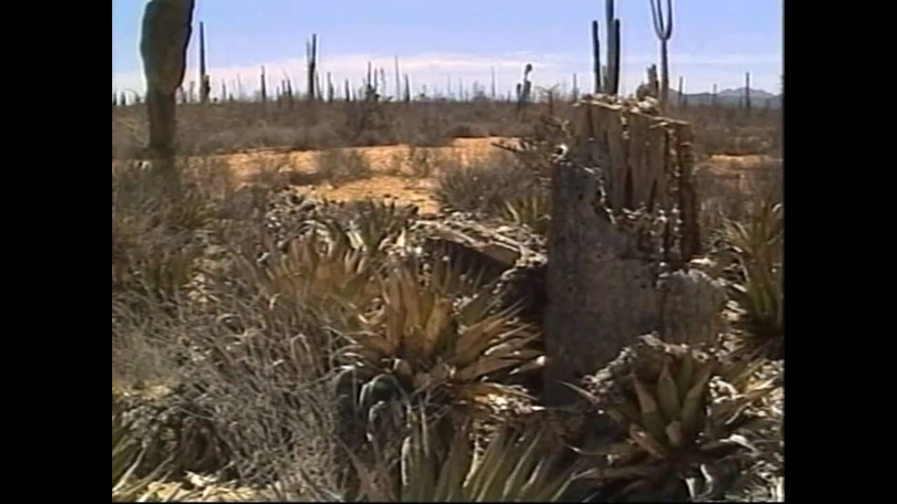 Vegetación en Baja California