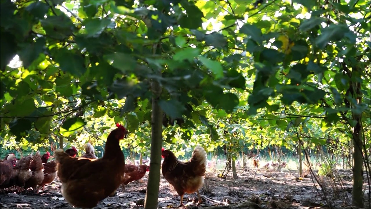 HühnerWald - AgroForst - Wachstum im 2. Jahr - Bauckhof Lignovis