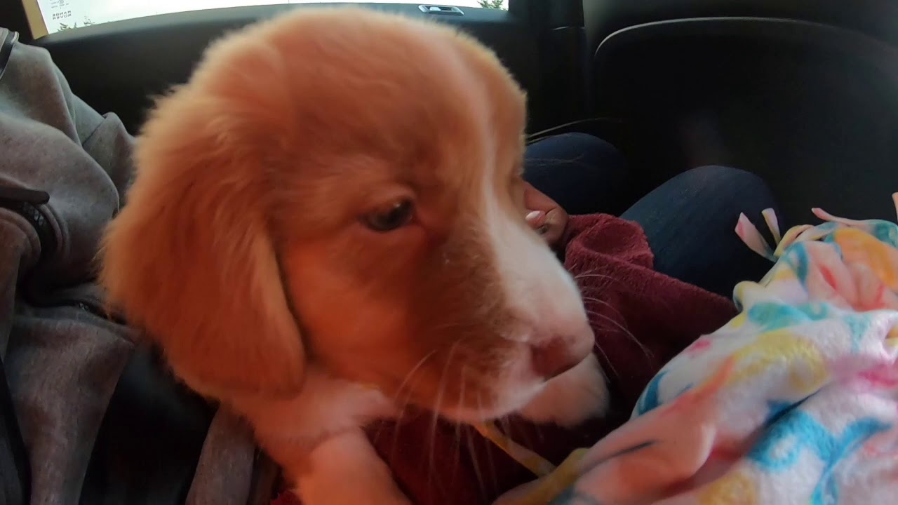 Bringing Home Our Puppy Rocky