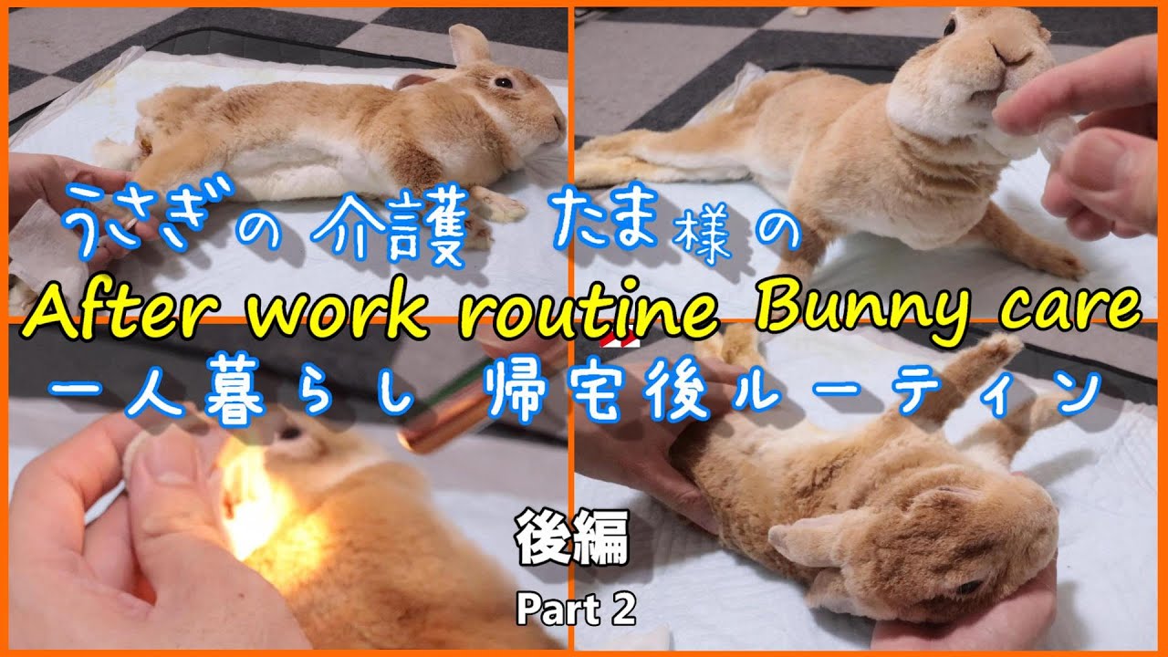 うさぎの介護ルーティン 後編 #057