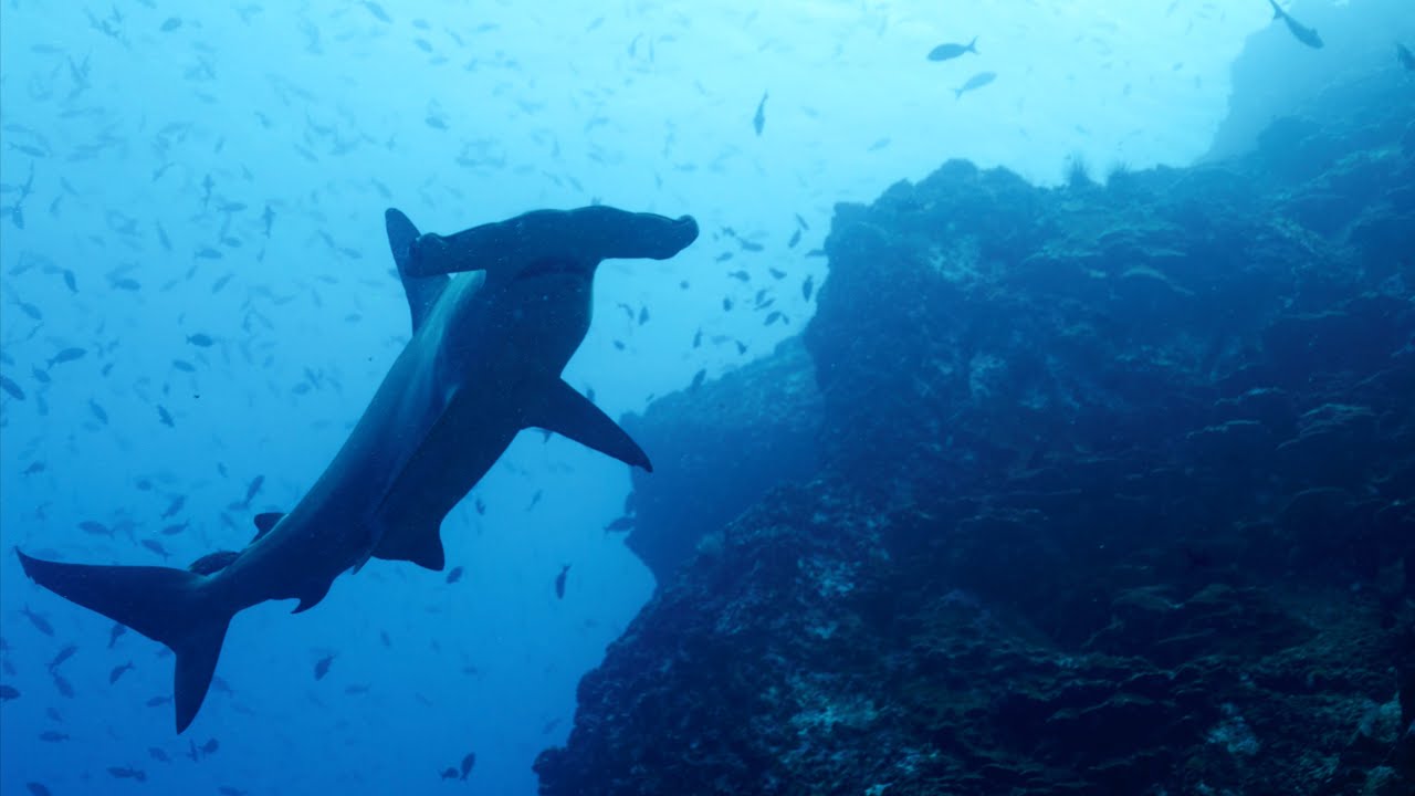 The Best Diving in Cocos Island, Costa Rica