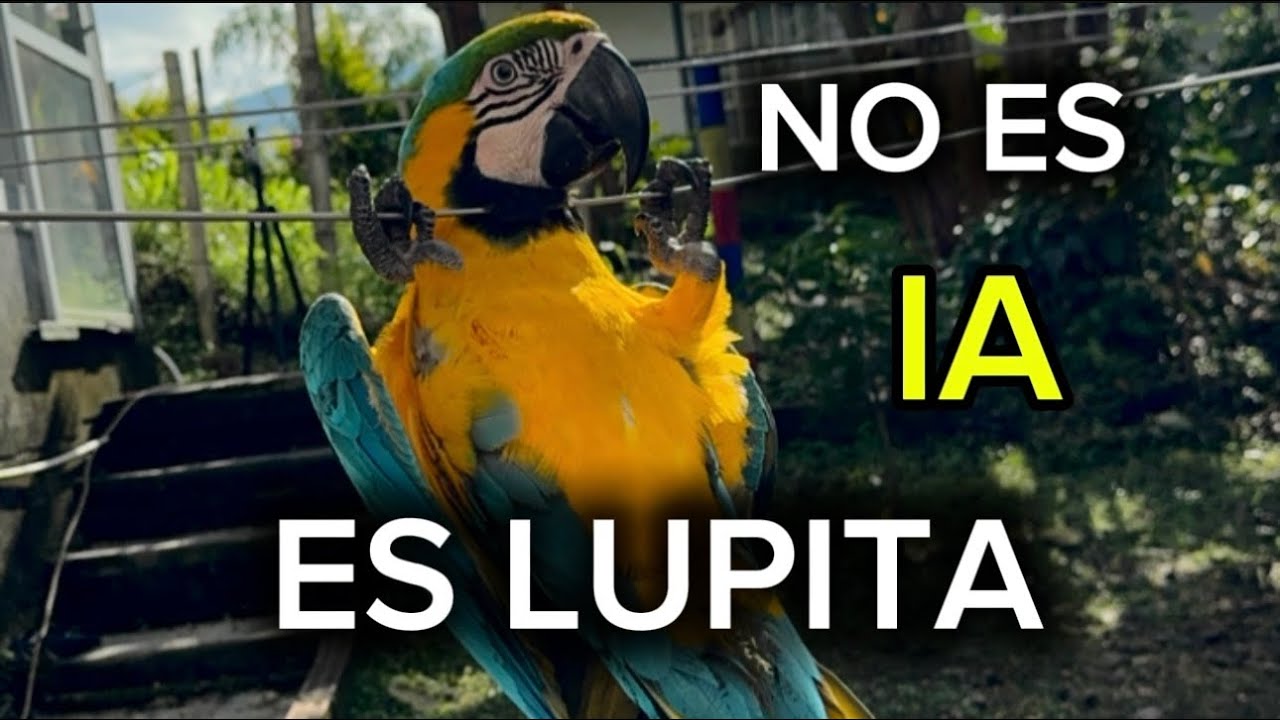 LUPITA LA GUACAMAYA VIRAL 