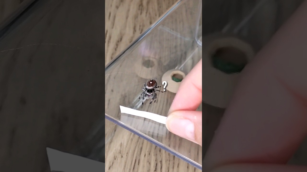 Phidippus regius - Le tuto EXPRESS