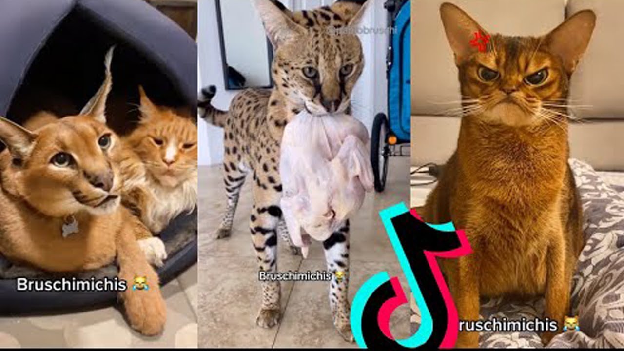 BRUSCHIMICHIS 😹 | 19 Minutos De Risa | Gatos Divertidos y Chistosos