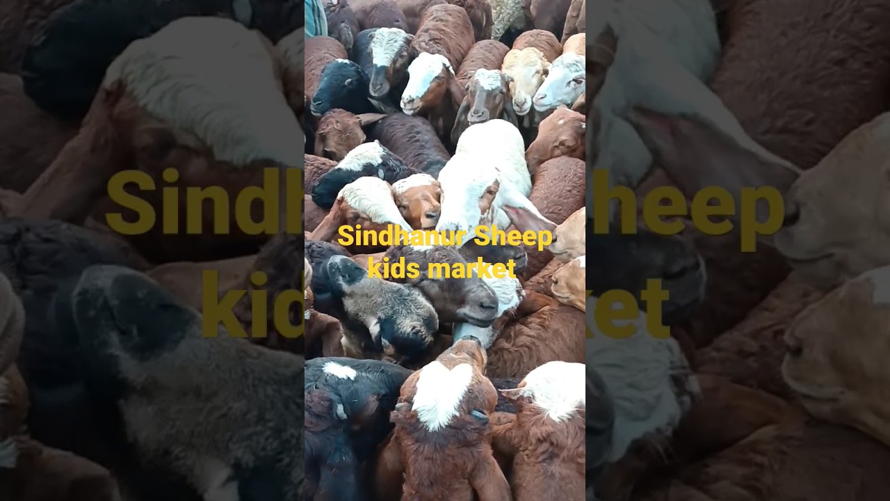 Sindhanur Sheep kids market