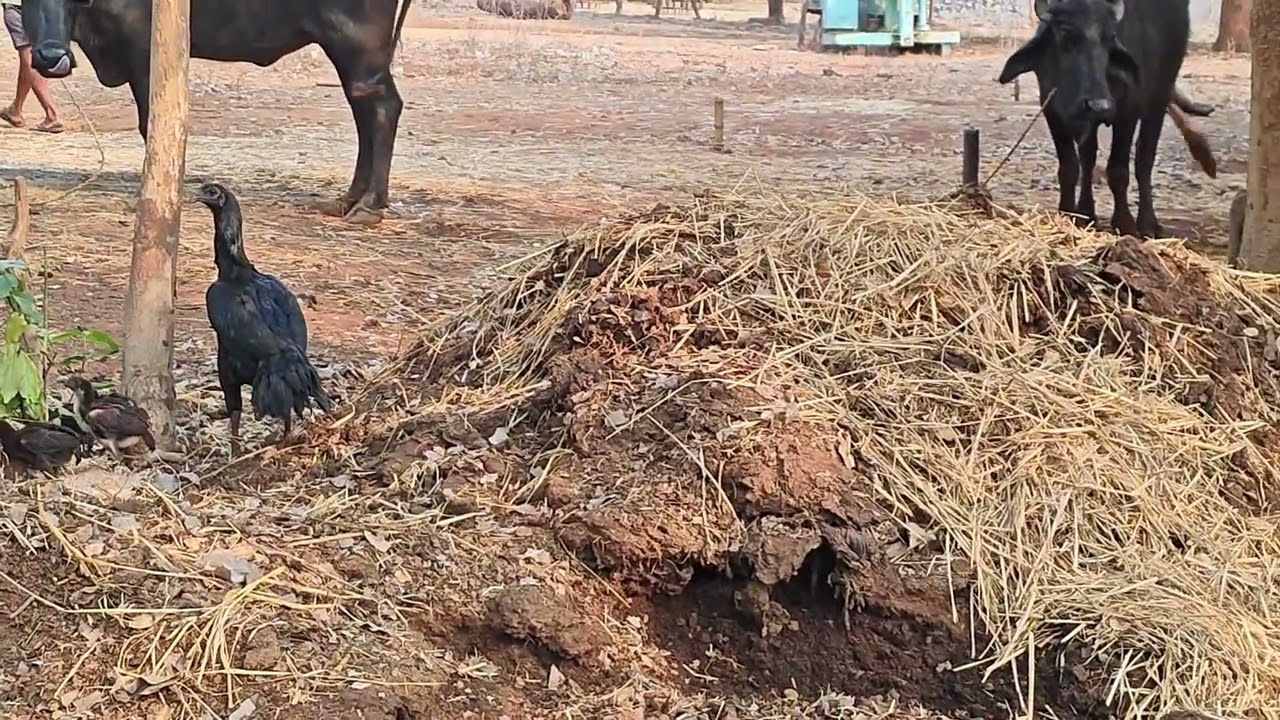 Aasel murga farming feeding details. Poultry farm feeding details 