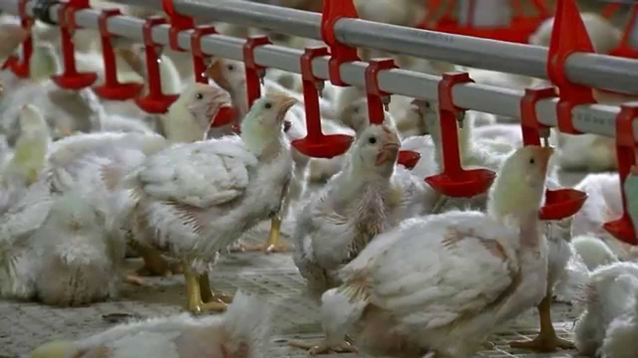 GSI Plastic Slatted Floor - Kandang Ayam Broiler Closed House System
