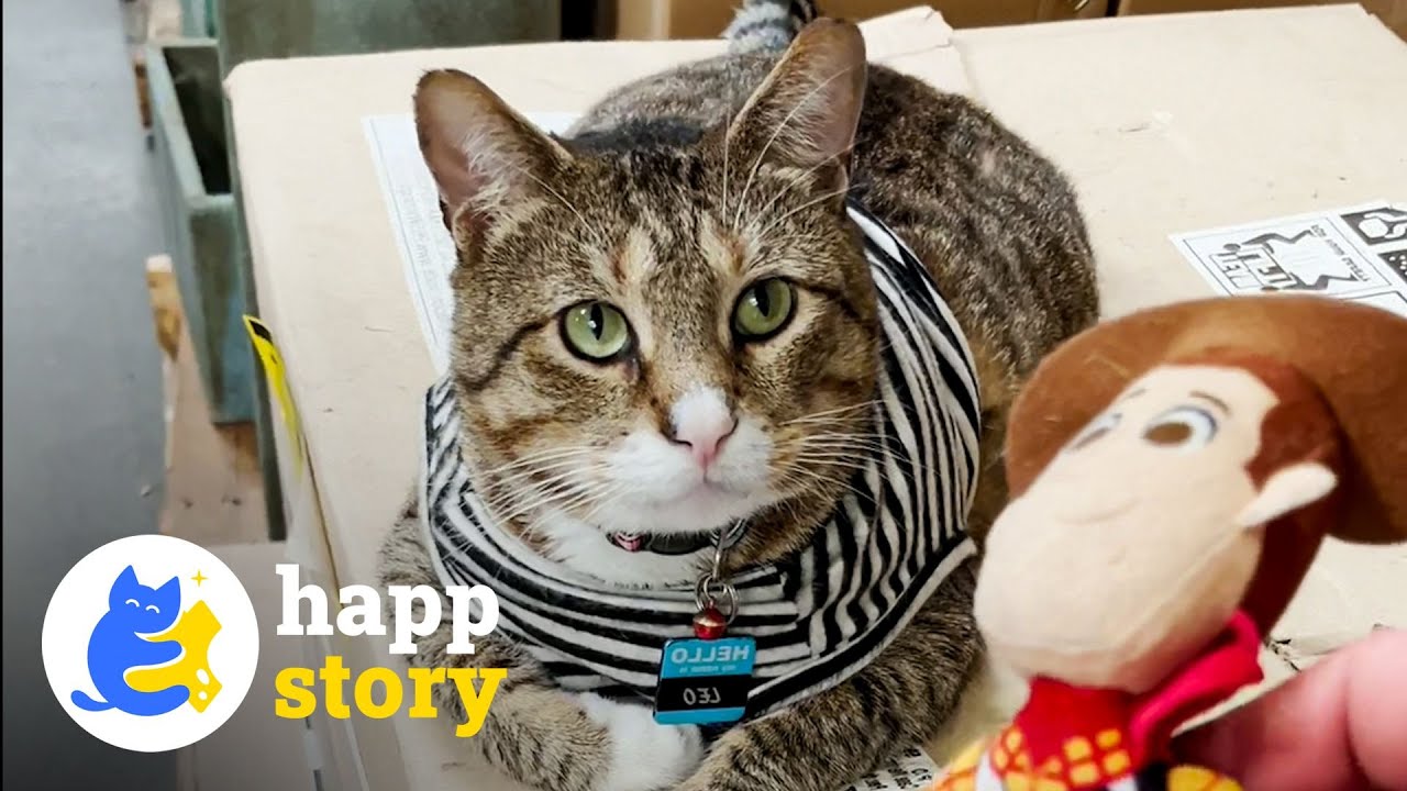 Meet Leo The Cat😺 - Home Depot's Most Adorable Employee | HAPP