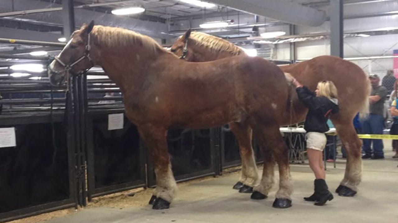 Best horse videos - These Funny Amd cute Horses are a must watch! P3