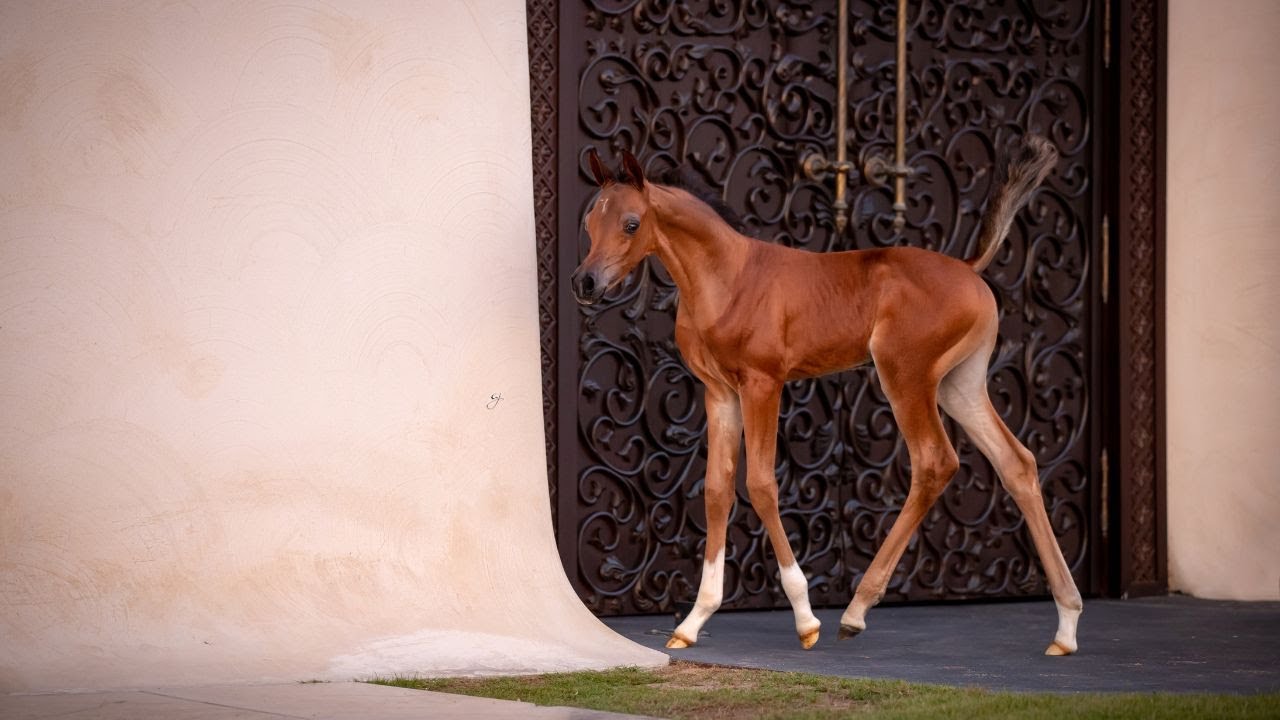 TRFAH'T E'THANYA - (D Seraj x RH Triana), 2023 Filly