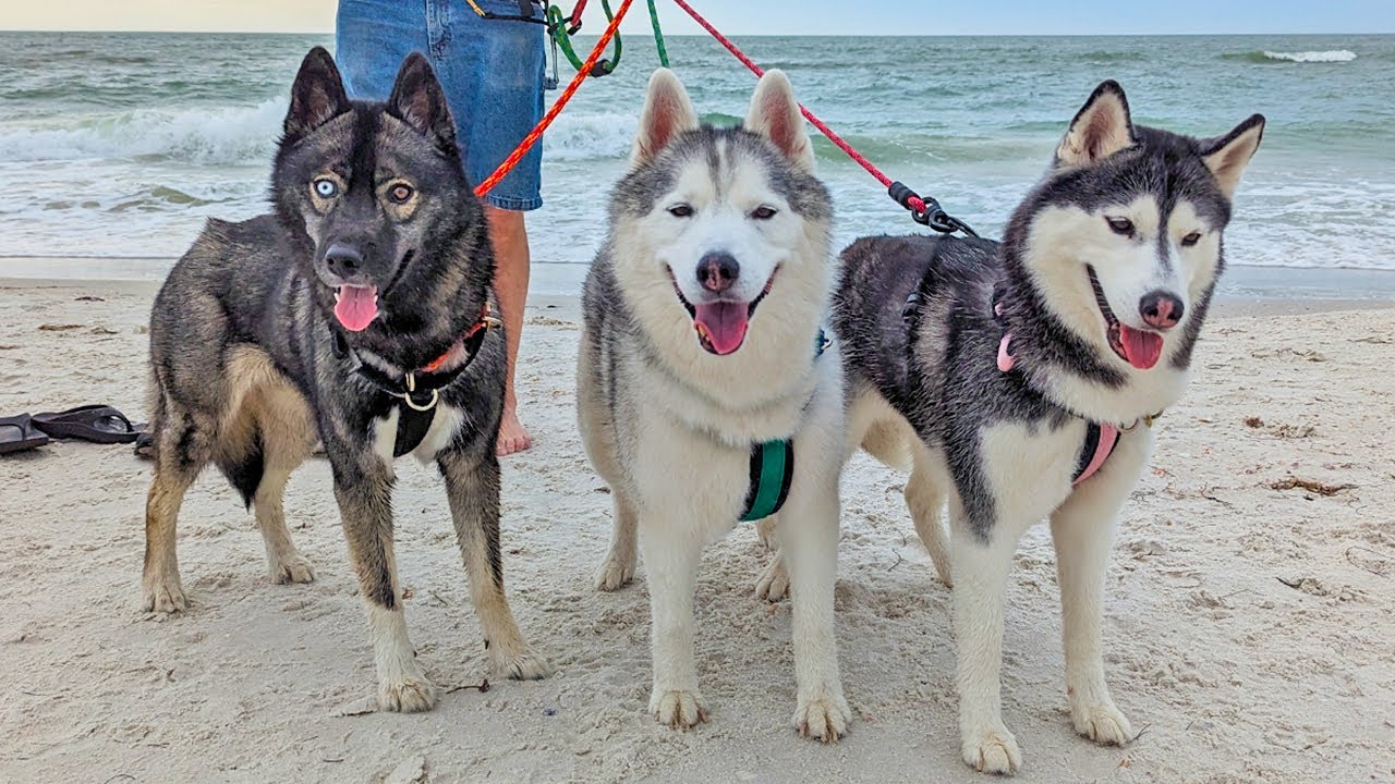 The Huskies go to Clearwater Florida!  Gulf of Mexico!