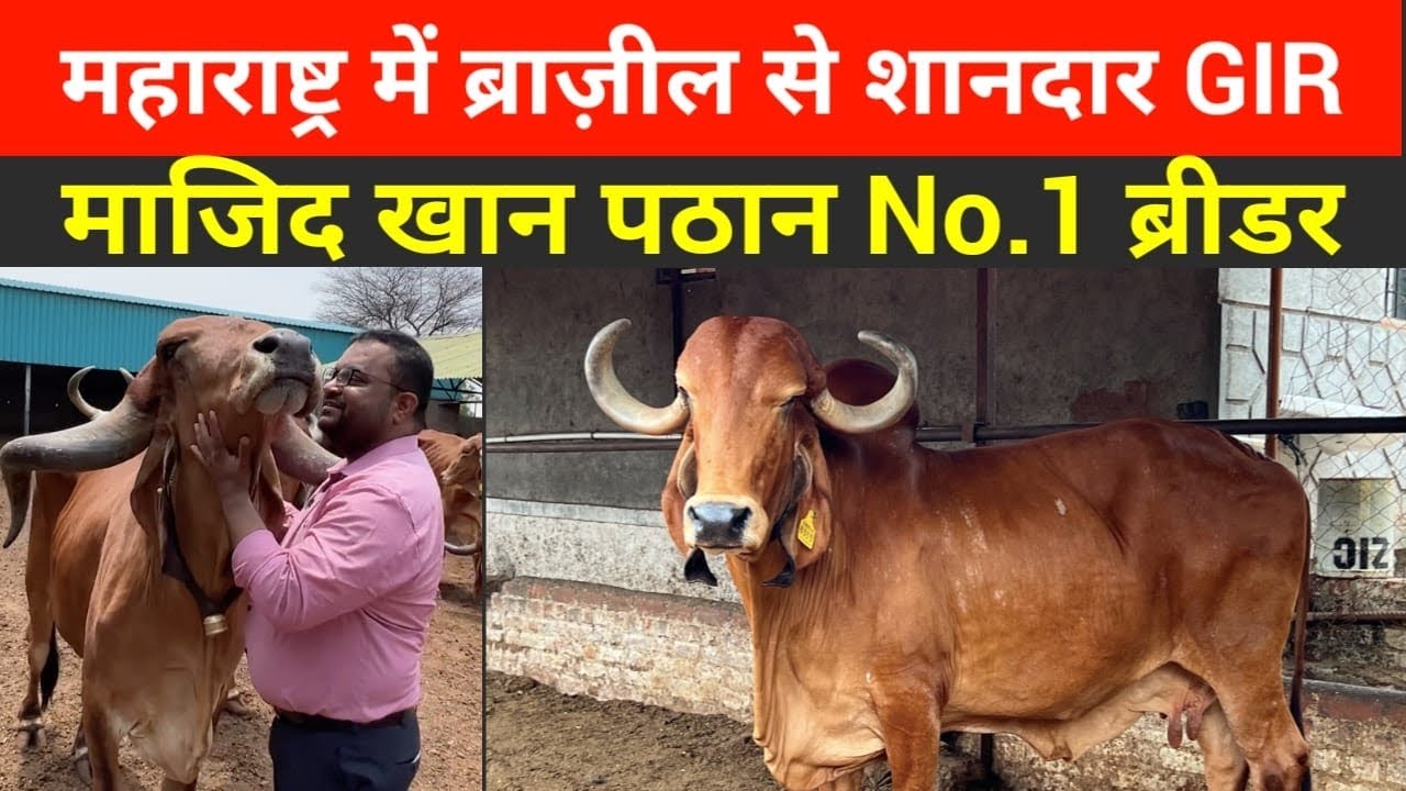 वैदिक परंपरा से बनाई 28 लीटर की Gir गाय, Maharashtra के No 1 गौपालक Majid Pathan । Must Watch ।