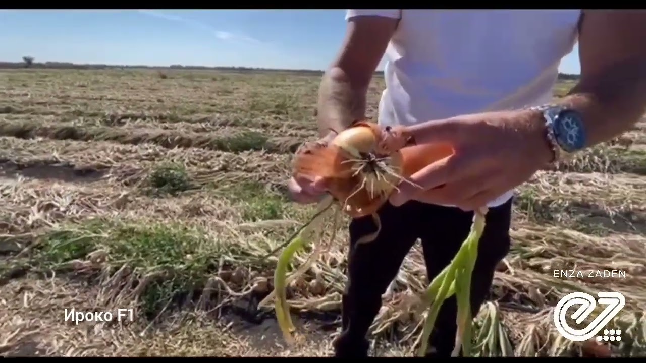 Лук Ироко в Волгоградской области, сезон 2023.
