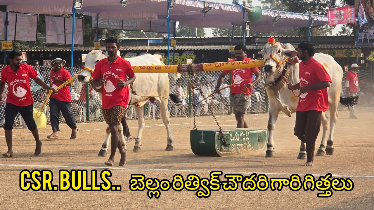 రెంటచింతల రెండుపళ్ళు.9జత.CSR Bulls చాగంటి శ్రీనివాసరావు చౌదరి గారు. బెల్లం రిత్విక్ చౌదరి గారు