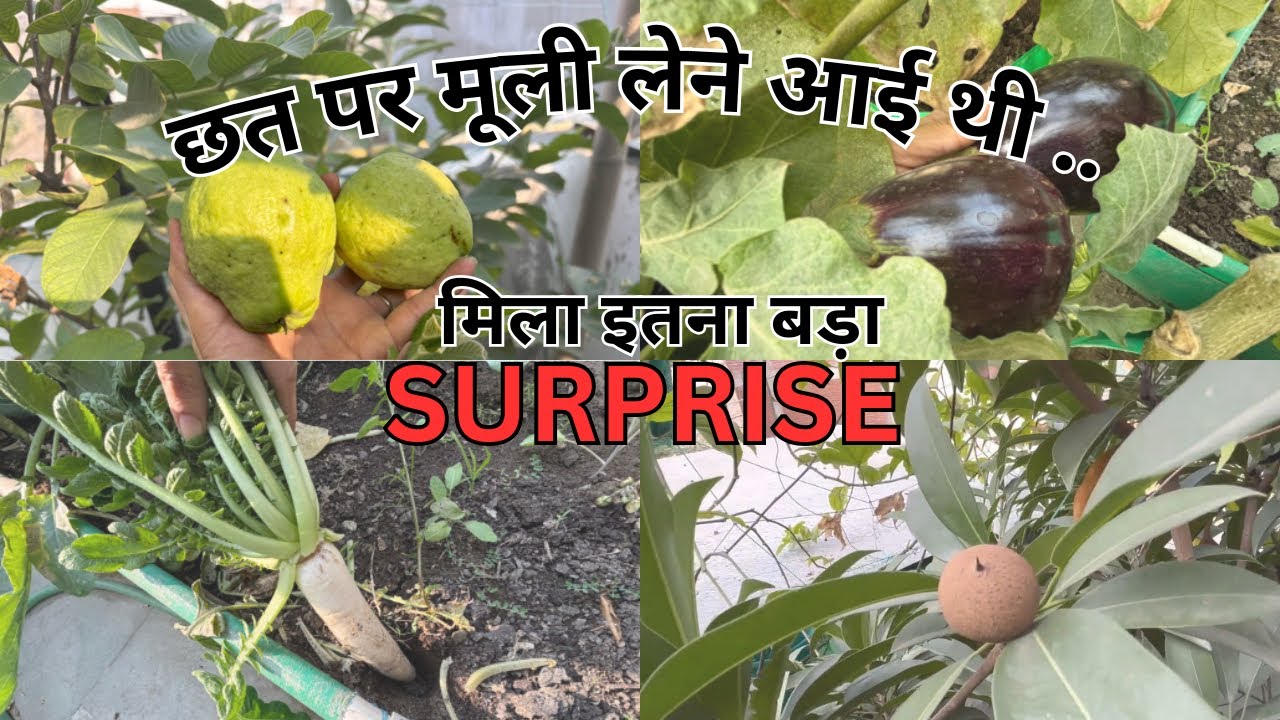 Organic gardening का जादू… इतना बड़ा SURPRISE मिल गया | Gardening Tips And Winter Gardening Update |