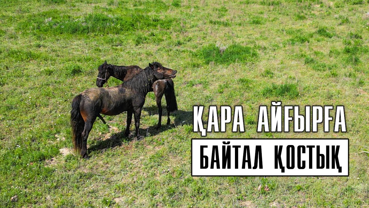 Қара айғырға байтал қосытық.