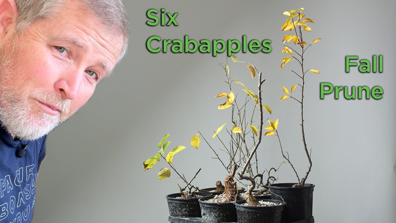 Bonsaify | Fall Work on Crab Apple Bonsai: Ready for Repotting?