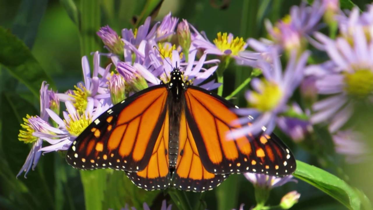 Papillon Perfection