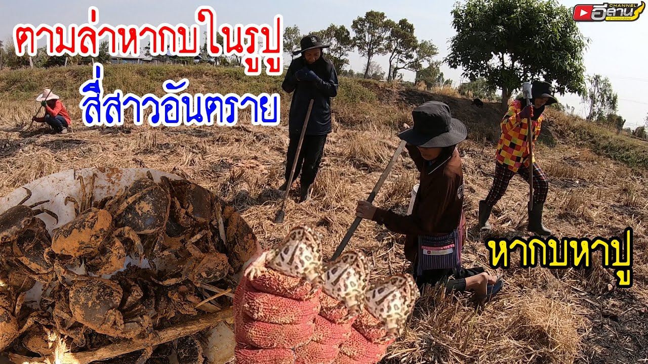 ตามล่า!! หากบในรูปู แข่งกันเป็นนางเอก กับทีมงานสี่สาวอันตราย หากบไง หาปูนา