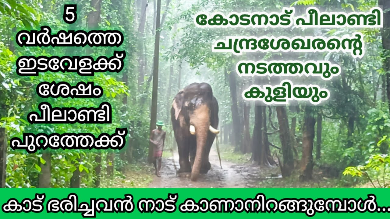 പീലാണ്ടിക്കൊപ്പം ഒരു നടത്തം / kodanadu chandrasekharan peelandi