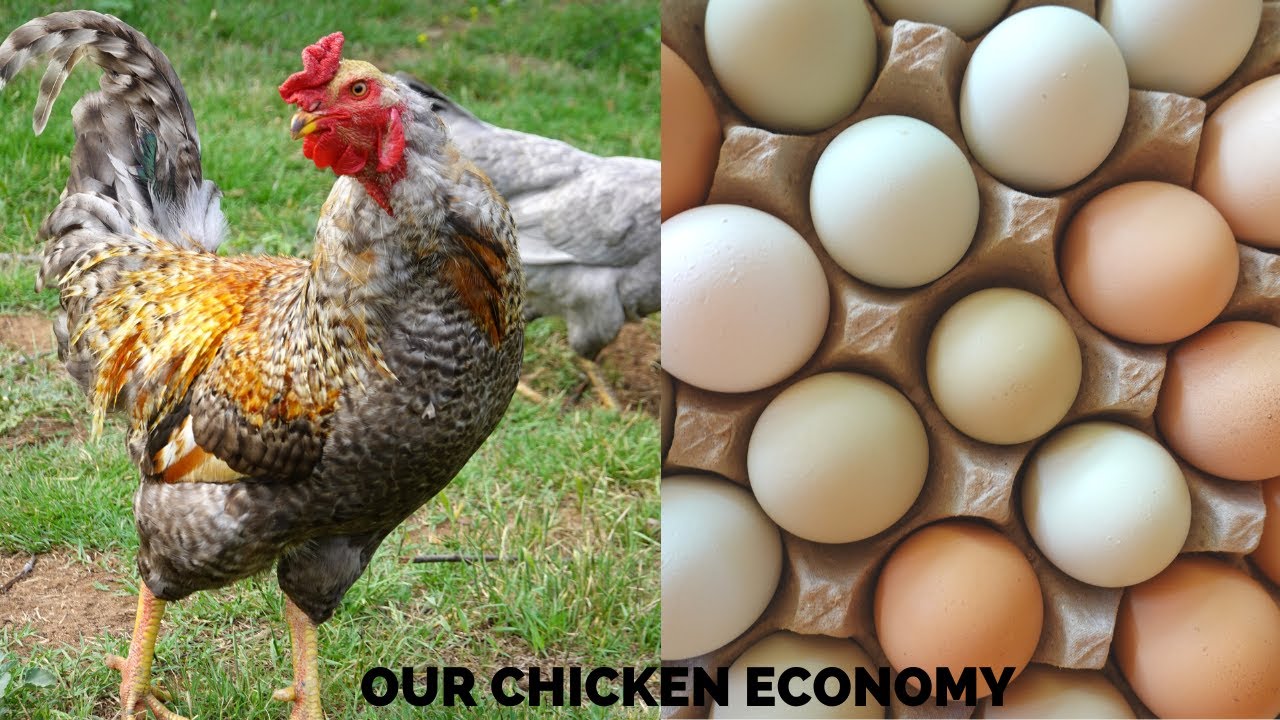 Dual Purpose CHICKEN Economy
