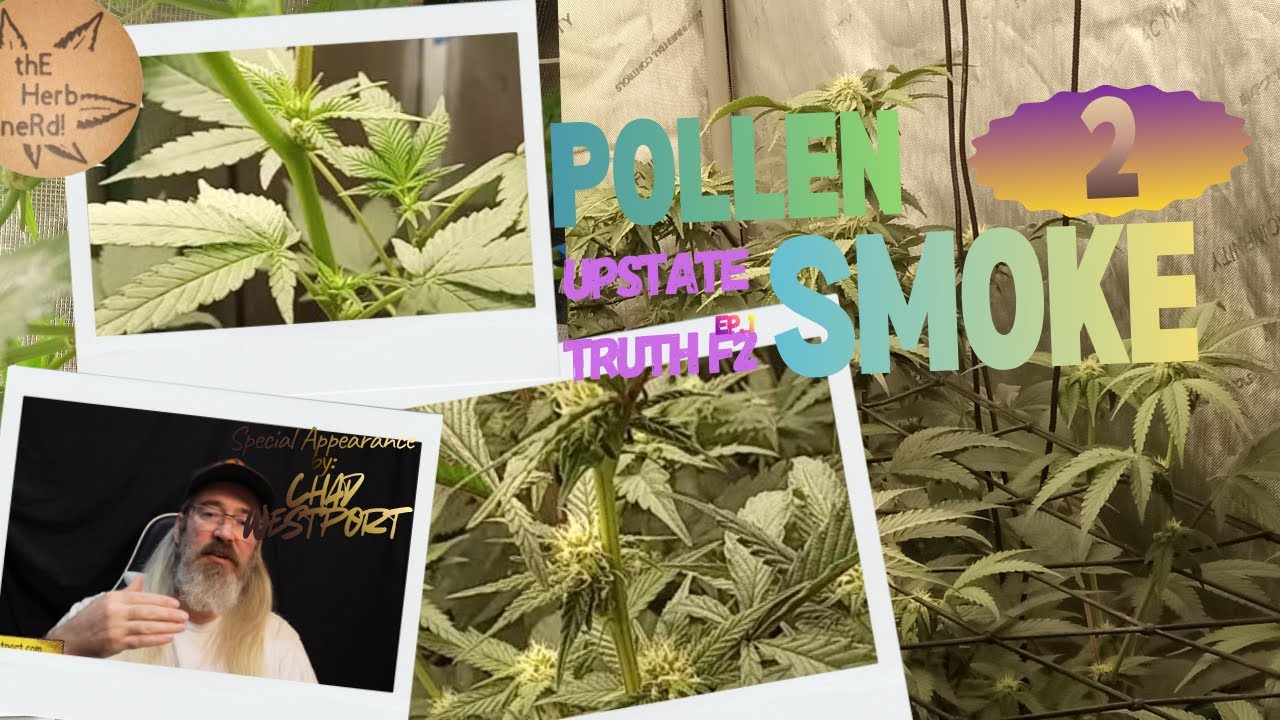 Pollen to Smoke Series | Upstate Truth F2 Ep.1 | IBL | Insight from Chad Westport #ChadWestport