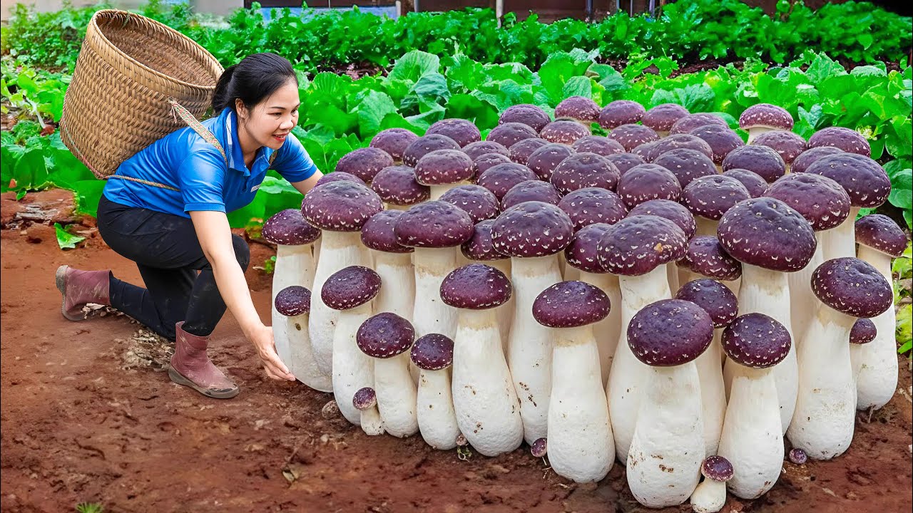 Harvesting 1000+ Forest Mushroom & Go to Market Sell | A hybrid mushroom grows in Amazon rainforest