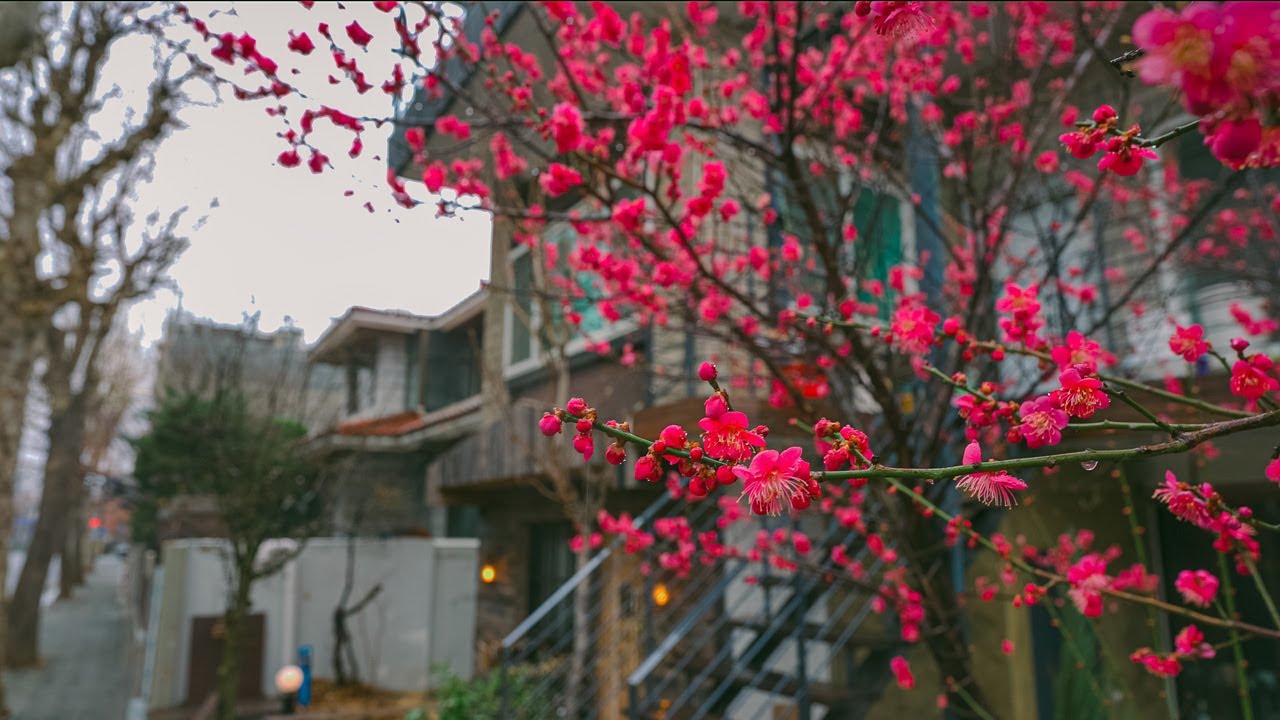 Walking in the Alley on a Rainy Morning in Seoul | Relaxing Rain Sounds 4K HDR