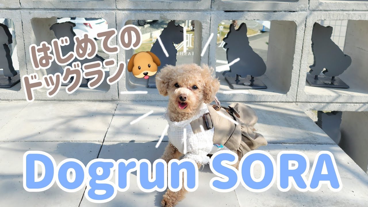 【ドッグラン】ドッグランSORAにきたよ🐶