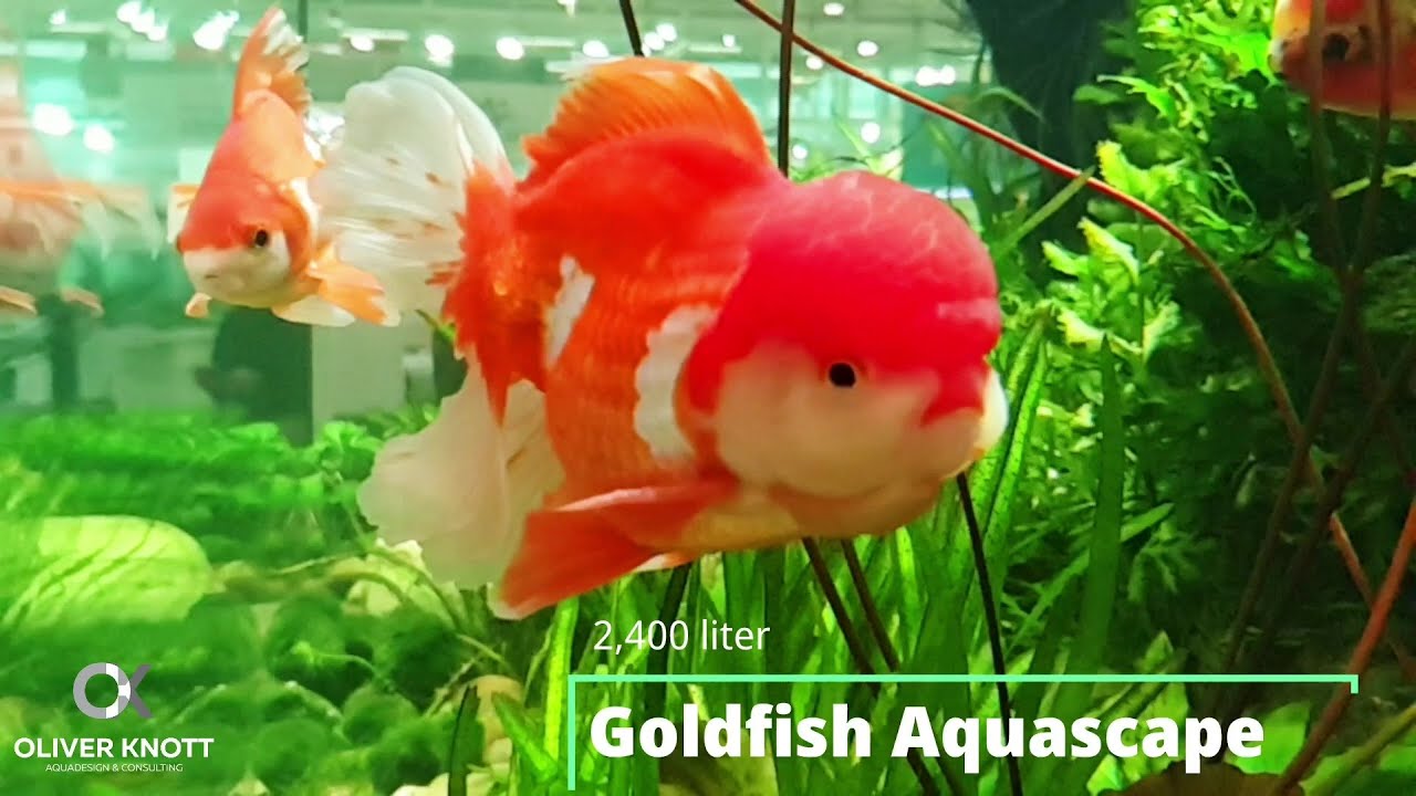 2,400 liter Fancy Goldfish Aquascape - Zoomark Italy 2019