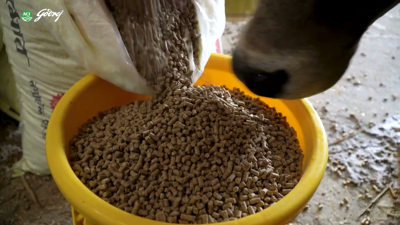 ACI Godrej Meatmore Cattle Feed | Real Farm Experience