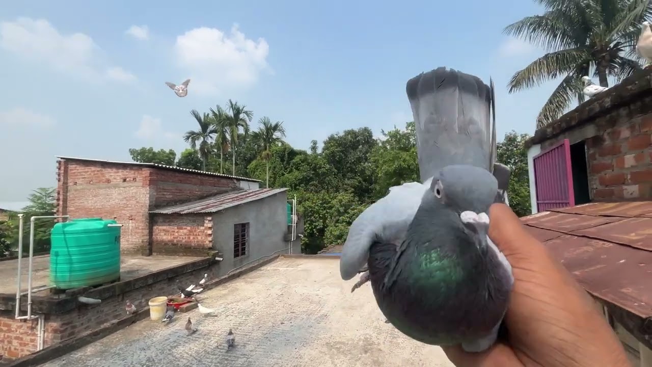 নতুন পায়রা নিয়ে আসলাম 🧿🕊️#montuvolg #minivlog #viwes #pigeon #villa #viralshort #newpost #newpost