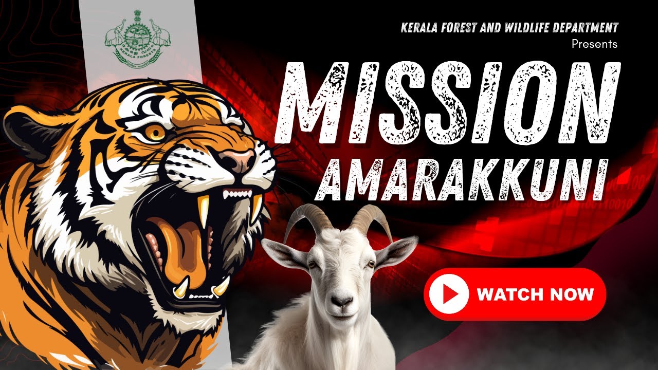 Amarakkuni tiger mission / pulppally tiger caged / wayanad forest department