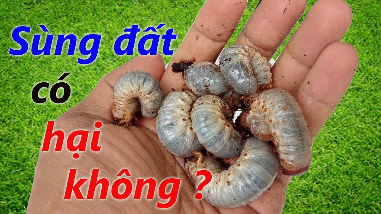 Sùng đất có hại hay có lợi ?