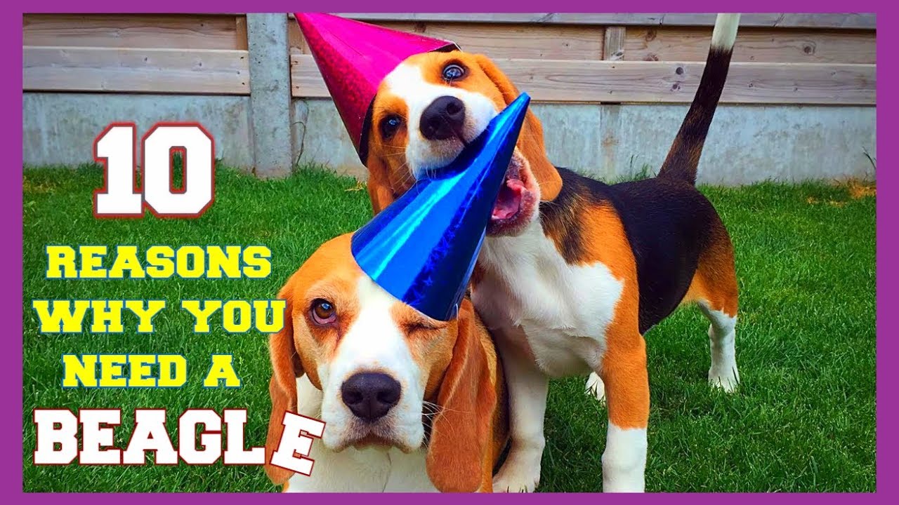 Top 10 Funny Beagle Facts You need To Know : Funny Beagles Louie & Marie