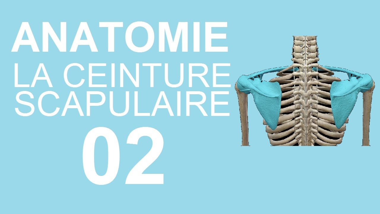 Anatomie 02 : La ceinture scapulaire