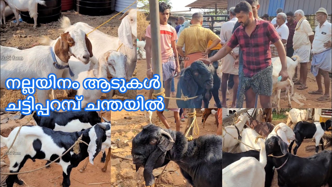 ഒരുപാട് ആടുകൾ എത്തി, പെരുന്നാൾ പ്രമാണിച്ച് ആടുകൾക്ക് ആവശ്യക്കാരെ #chattipparambchantha #malappuram