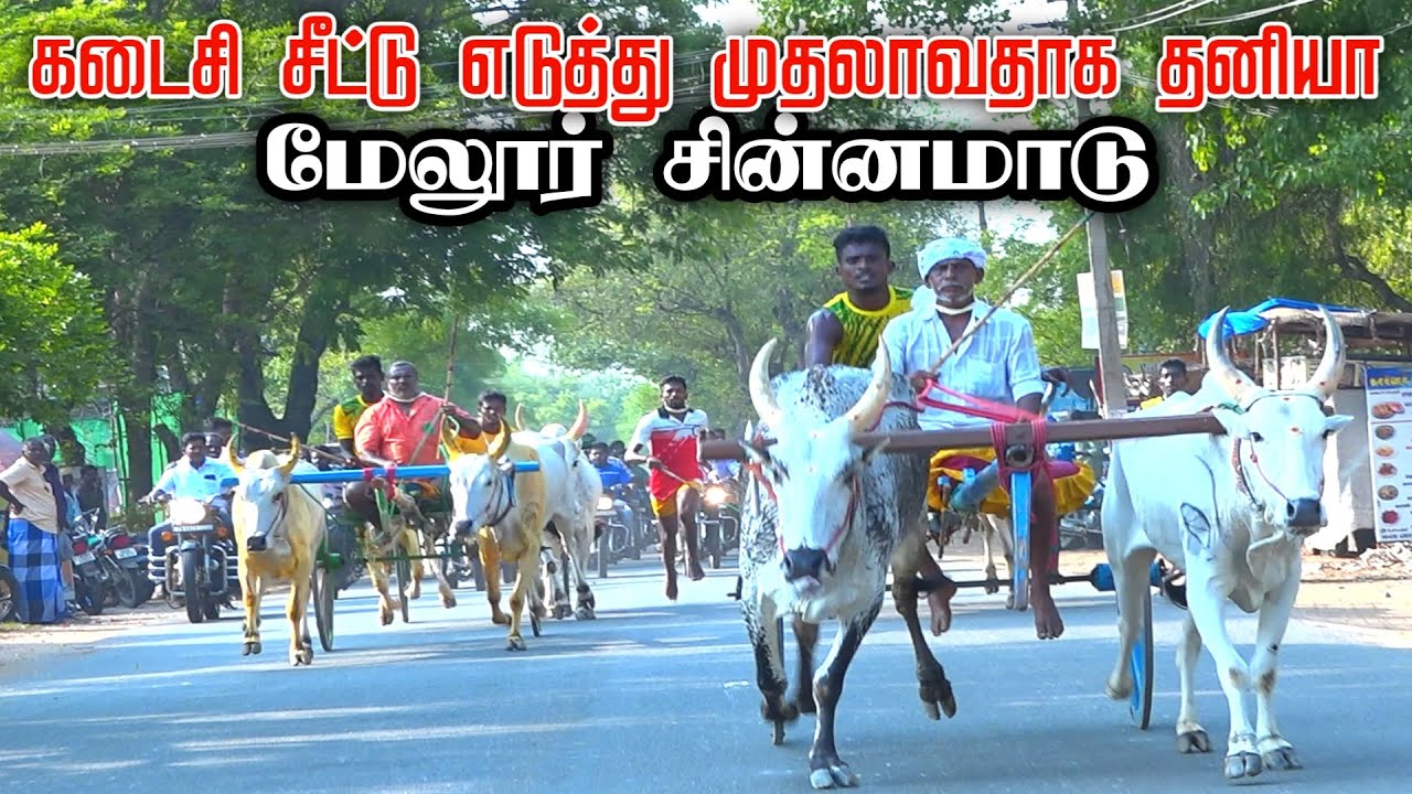 45மேலூர் சின்ன மாடு melur chinna maadu 29/05/2023