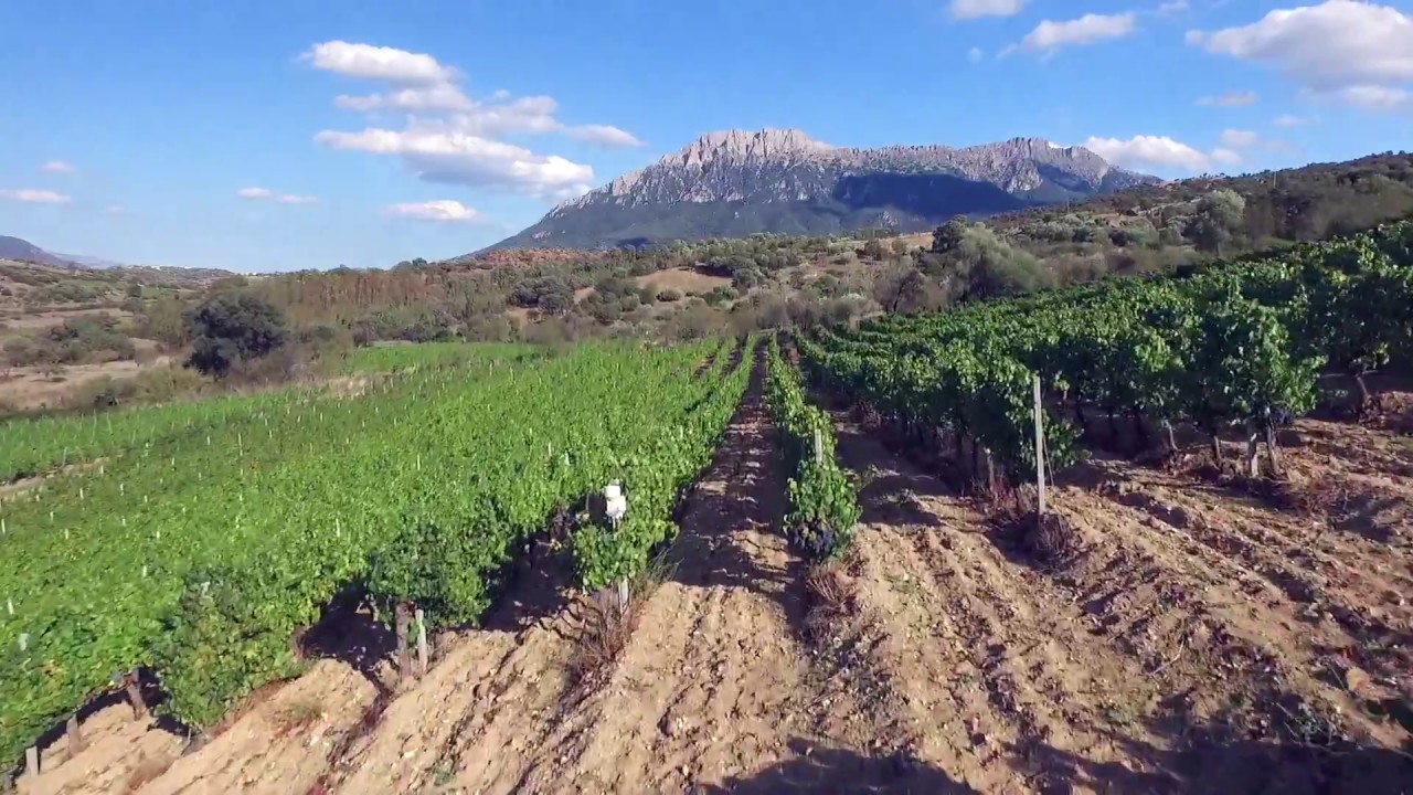 Gabbas Azienda Vitivinicola Showreel 2017